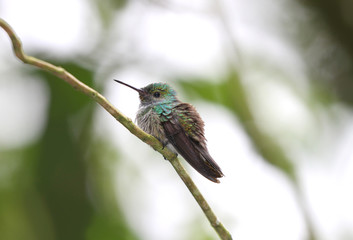 Hummingbird