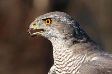 The northern goshawk ( Accipiter gentilis), portrait