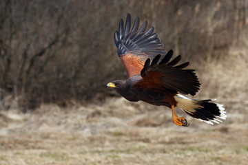 The Harris's hawk (Parabuteo unicinctus) formerly known as the bay-winged hawk or dusky hawk