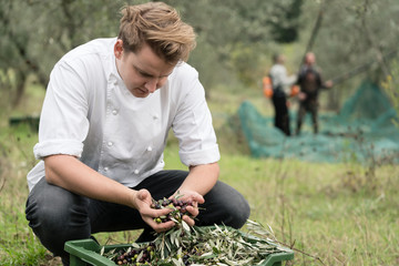 Chef inspecting quality of olives during olive harvest