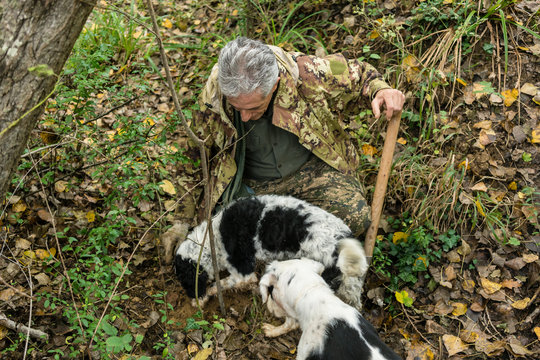 Man and his dog on black truffle hunt digging for the delicacy