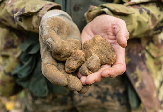 Man showing black truffle he has hunted in his hands