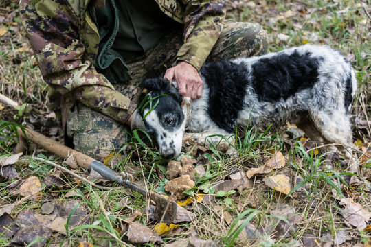 Man and dog hunting for black truffle in the woods of Tuscany, S