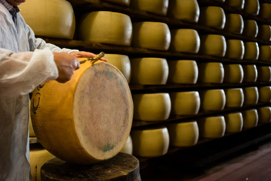 Experienced worker in cheese factory testing quality of parmesan