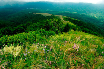 Wild flowers and forests in the mountains of Russia