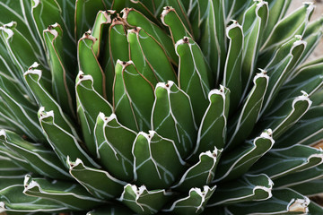 Agavaceae: Agave victoria-reginae, Close-up.