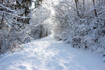 Sentiero nella neve, Trentino Alto Adige, Italia