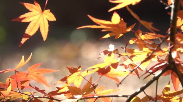 4K・紅葉にクローズアップ_04-258