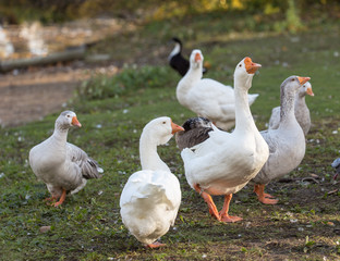 Naklejka na ściany i meble flock of geese on the grass