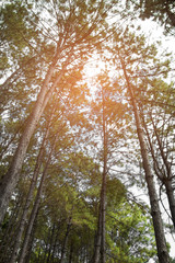 Obraz premium Pine forest in a sunny day