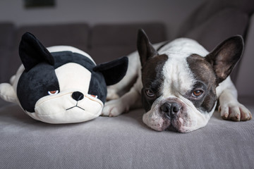 French bulldog lying with his teddy dog friend