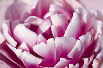 Pink and White tulip