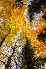 Vibrant autumn colors on a sunny day in the forest, with bright colored tree tops