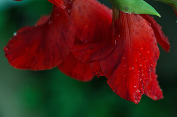 Czerwone kwiaty w kroplach deszczu