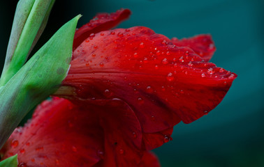 Czerwony kwiat w kroplach deszczu