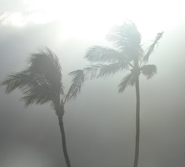 palm trees in a tropical storm