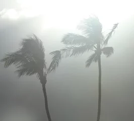 Behang Palmboom palm trees in a tropical storm