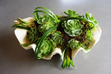 Plant arrangement with green succulent rosettes