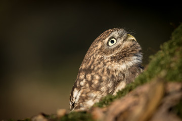 Adult Little Owl