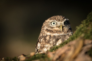 Adult Little Owl