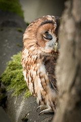 Sleeping Tawney Owl