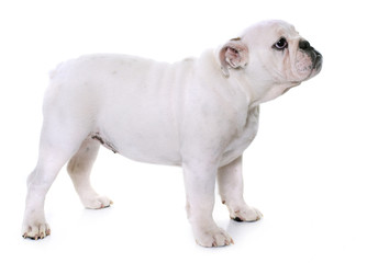 puppy english bulldog
