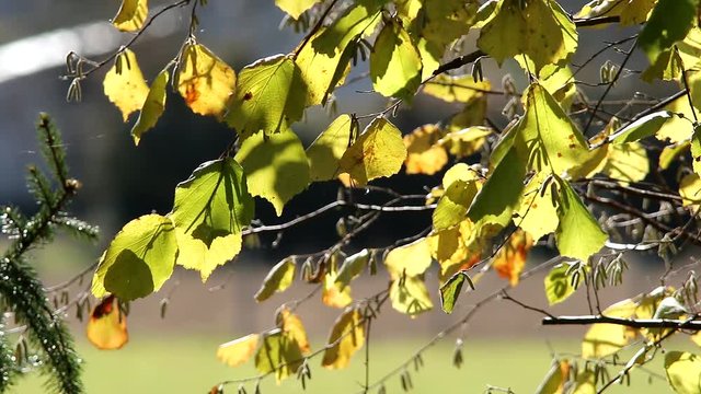 Vent sur un arbre