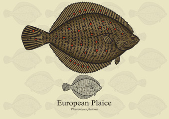Obraz premium European Plaice. Vector illustration for artwork in small sizes. Suitable for graphic and packaging design, educational examples, web, etc. 