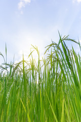 Obraz premium rice field
