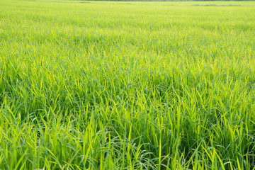 Asia rice farm landscape background