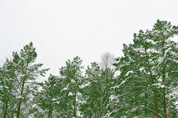  forest in the frost. Winter landscape. Snow covered trees.