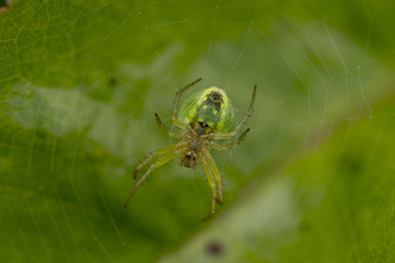 The green spider