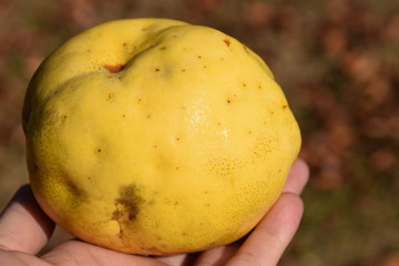 手に持ったかりんの実