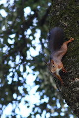 Naklejka na ściany i meble Cute red squirrel sitting upside down on a tree trunk