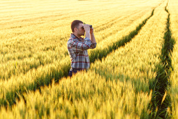 Farmer in a field examining wheat crop. He looking through binoculars.