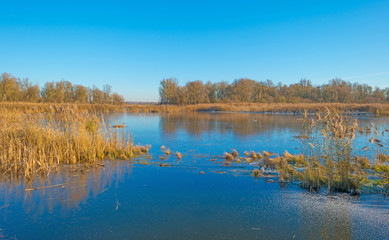 Shore of a frozen lake in sunlight in winter