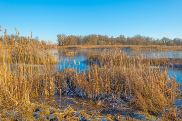Shore of a frozen lake in sunlight in winter