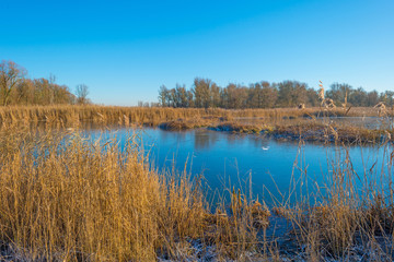 Fototapeta na wymiar Shore of a frozen lake in sunlight in winter
