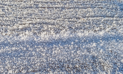 Naklejka premium Frosted wood in sunlight in winter