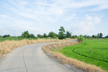 Asia rice farm landscape background