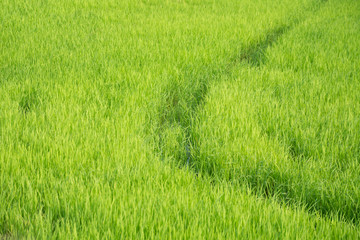 Asia rice farm landscape background