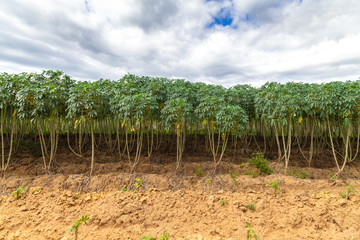 Fototapeta na wymiar Cassava tree