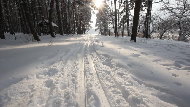 country skiing in the winter forest