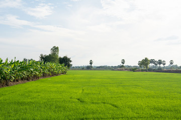 Fototapeta na wymiar Asia rice farm landscape background