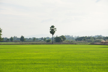 Asia rice farm landscape background