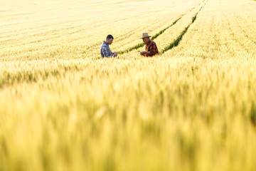 Two farmers in a field examining wheat crop. 