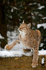 Lynx in snow