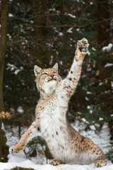 Lynx  © Cloudtail