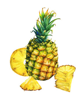 Arrangement with whole and slice pineapple. Hand drawn watercolor painting on white background. 