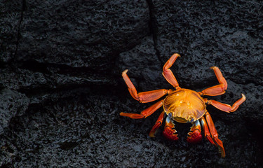 Sally Lightfoot Crab, Galapagos Islands